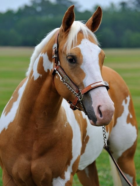 Overo Paint Horse Palomino